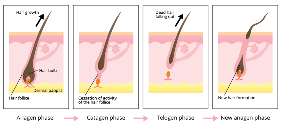 hair growth-cycle-anagen-catagen-telogen-phases